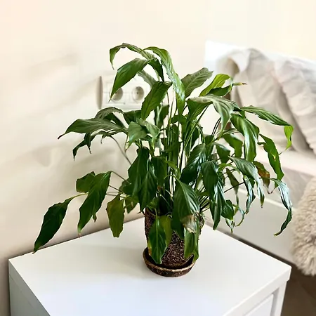 Osapart New Building In A Residential Complex In 