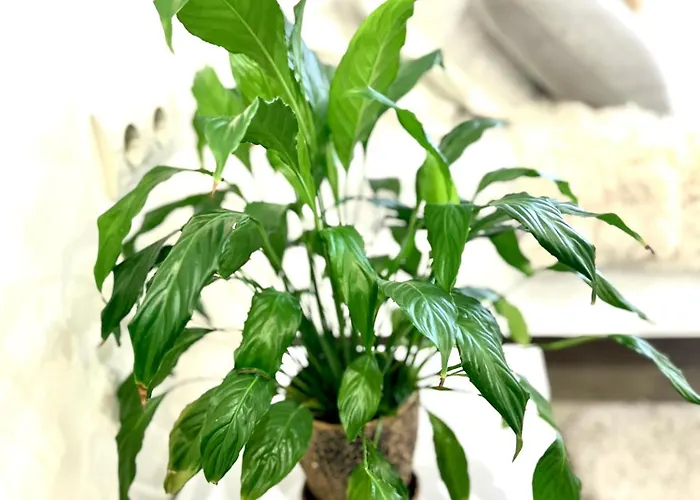 Daire Osapart New Building In A Residential Complex In 