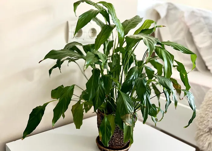 Osapart New Building In A Residential Complex In 