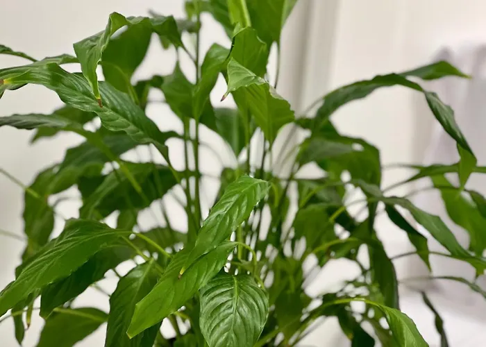 Osapart New Building In A Residential Complex In 