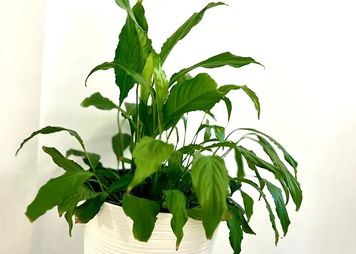 דירה Osapart New Building In A Residential Complex In 