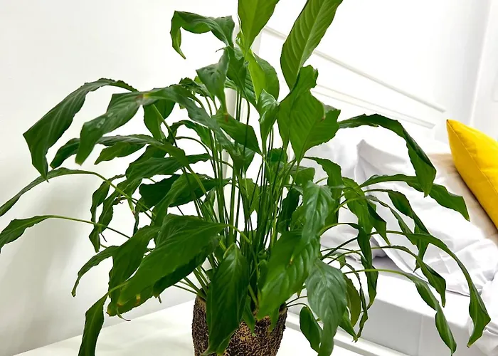 Апартаменты Osapart New Building In A Residential Complex In 