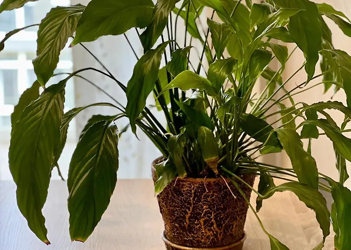 דירה Osapart New Building In A Residential Complex In 